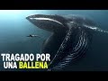 Qué Hacer si te Traga una Ballena