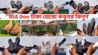 পানির দামে কবুতর গিরিবাজ ও কালারিং কবুতর Gribaz coloring pigeons #pigeon #kabutar #shorts #kabootar 