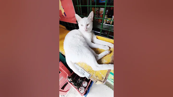 Video 10331101: persian cat sound, maine coon, sleepy cat, cat adorable maine, adorable cat playing, white cat