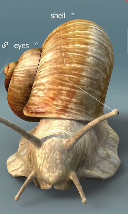 snail 🐌#shell#anatomy#structure#labelledstructure#