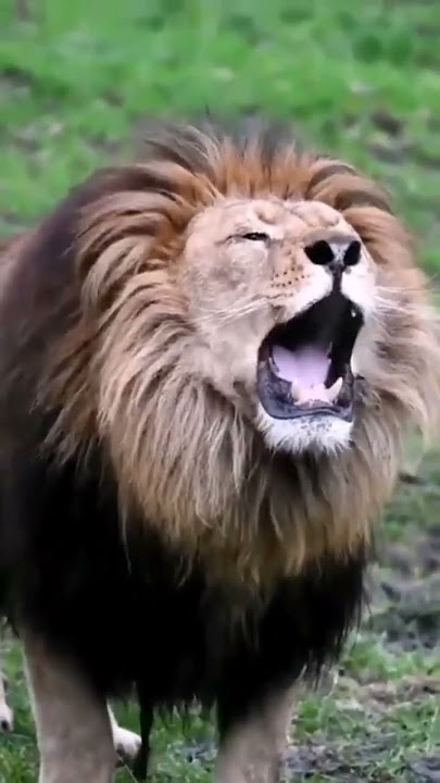 Dangerous line voice,#line king video #viral #trending #shortvideo