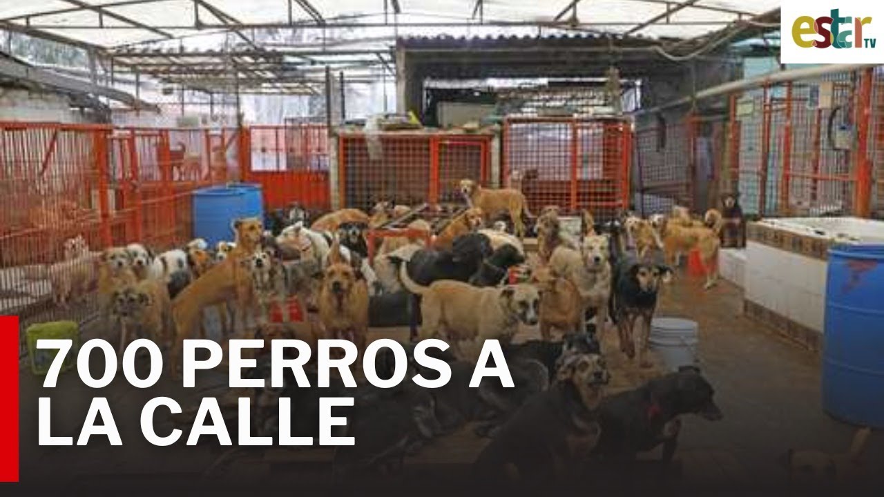 Desalojan refugio animal en CDMX