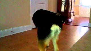 Silky Chasing Her Tail