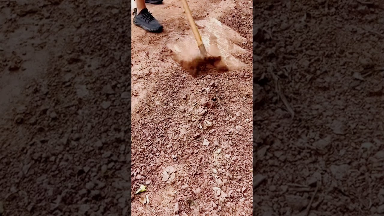 unique way to clean dry leaves and soil using a shovel 