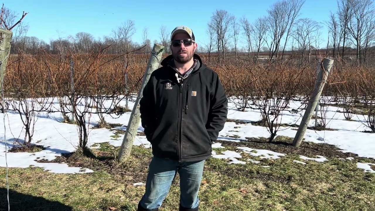2024 Winter Vineyard Update for Good Harbor Vineyards