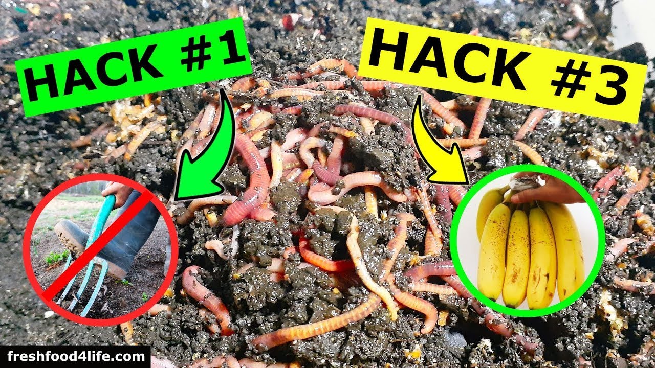 Natural Ways to Attract Earthworms to Your Garden - YouTube