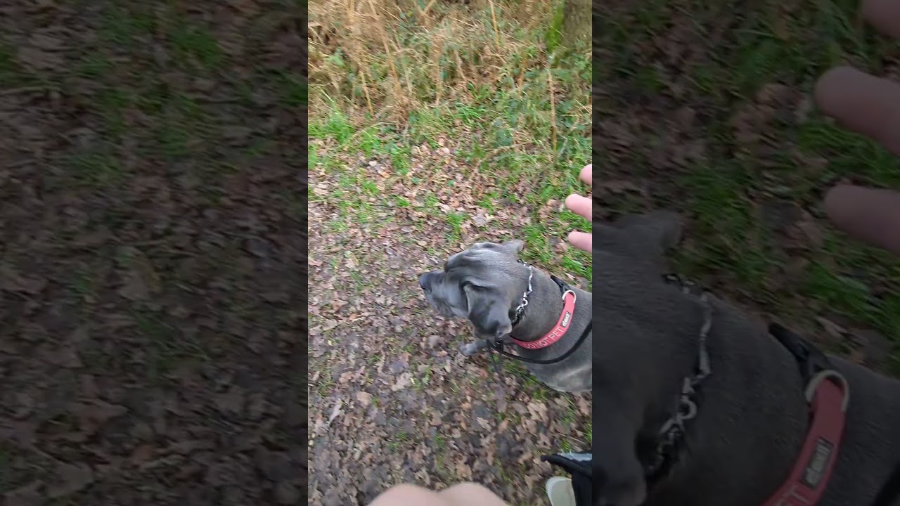 Cane corso switch command 