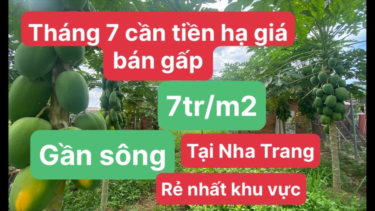 Tập 200: Tháng 7 cần tiền hạ giá bán nhanh lô đất thổ cư tại Nha Trang chỉ 7tr/m2 Thấp nhất khu vực