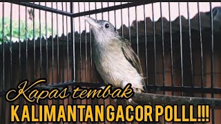 Pancingan KAPAS TEMBAK KALIMANTAN GACOR!!!