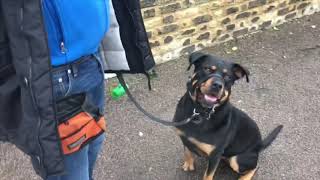 THE REACTIVE NON REACTIVE ROTTWEILER. 'Change the little things and...