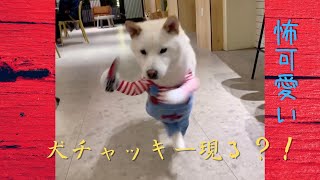 犬服 猫服 コスプレ コスチューム 2足歩行 スーパーワン Gapless