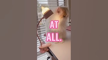 The is the perfect lamp 💡 Shop at Multitasky⚡️ https://multitasky.com/ #youtubeshorts #shorts