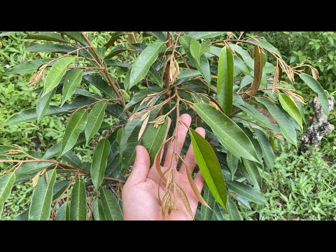 #2023 Cách chăm sóc giúp cho cây sầu riêng con đi đọt mạnh.