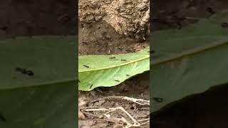 ant walking 200x zoom by sony dsc hx400v nature life #youtube #youtubeshorts #shorts #short ant walking 200x zoom by sony dsc hx400v nature life #youtube #youtubeshorts #shorts #short