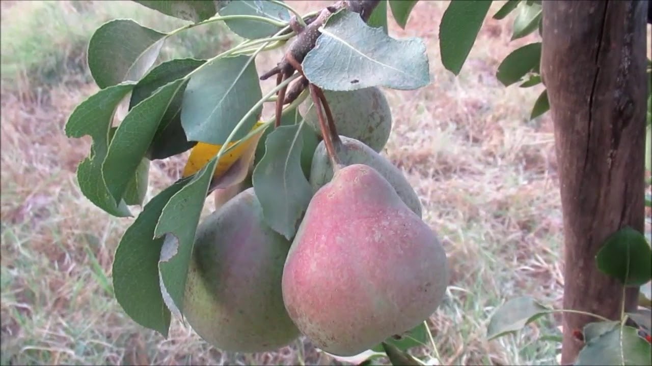 حماية فاكهة الاجاص البوعويد من الطيور