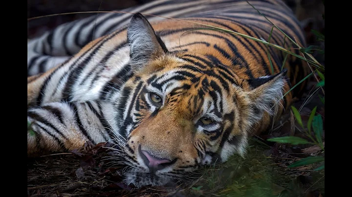 A Day in Tadoba: The Tiger's Realm