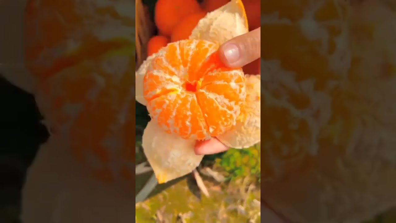 Peeling A Very Fresh Orange Shorts