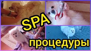 Собачьи SPA процедуры 🐕🐩