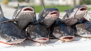 Saltwater CATFISH! Catch Clean Cook Po' Boy Fish Sandwich!