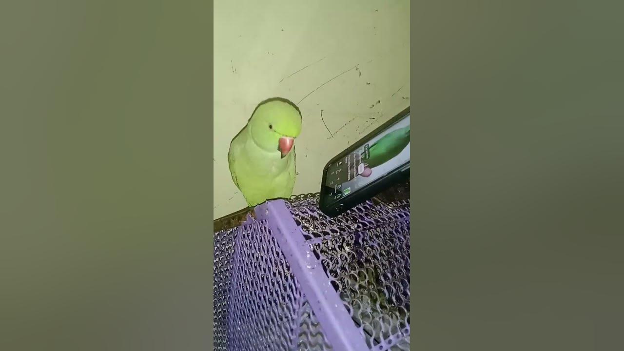 ola holi