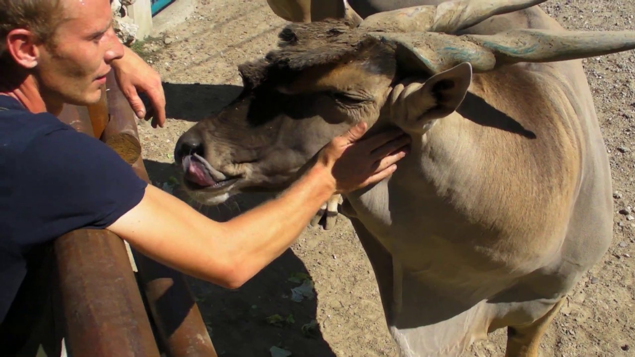 Common eland - Dalibor sa eland antilopama - Taurotragus oryx