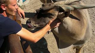 Common Eland - Dalibor Sa Eland Antilopama - Taurotragus Oryx
