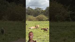 Lion your on is too much 😹#funny #animals #hunting 😁😁😁🙈