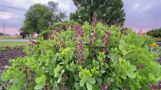 Side By Side of Several Decadence Baptisia