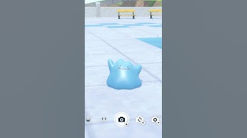 Get Shiny 6IV Japanese Ditto NOW in Pokemon Scarlet Violet  #pokemon