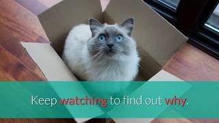 🐱 Why Do Cats Love Boxes So Much? (5 reasons) ✅