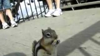 Beatboxing Chipmunk