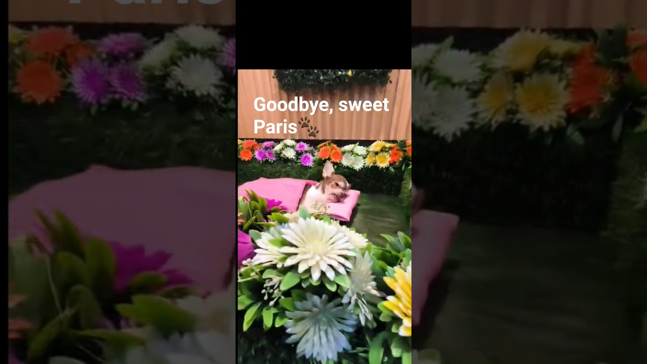 Watch Until we meet again, Paris. 🐾 on YouTube Watch Until we meet again, Paris. 🐾 on YouTube