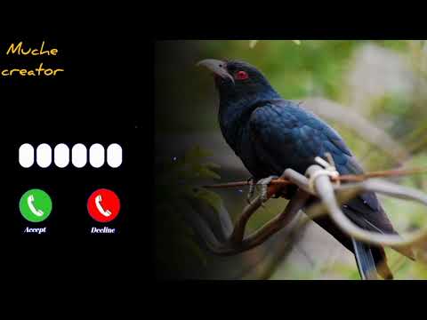 Koyal Notification Ringtone Best Sms Tone Mobile Phone Ringtone New Message Ringtone Ringtone