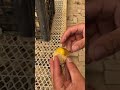 #transform egg LdhHH