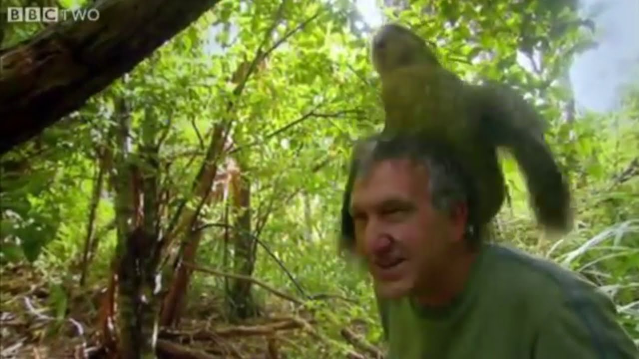 Kakapo (2019) Trailer