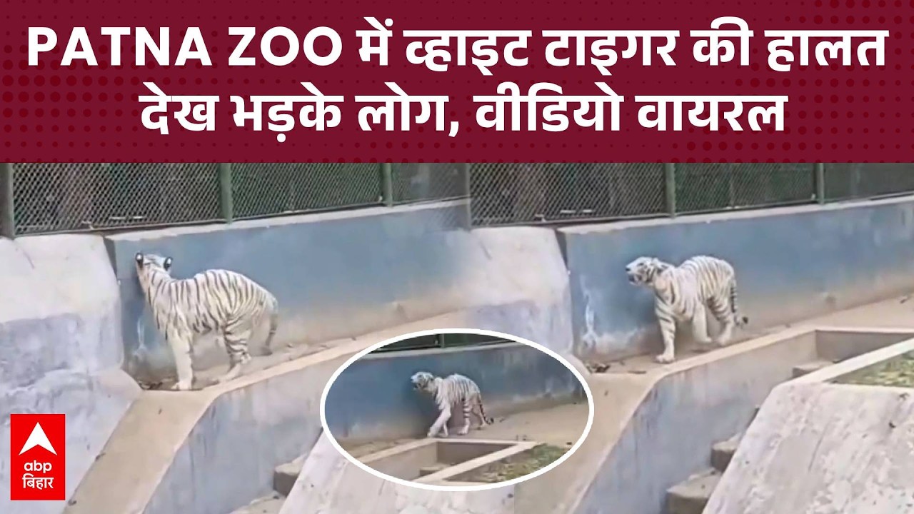 Patna Zoo में White Tiger की हालत देख भड़के लोग, वायरल वीडियो ने खोल दी पोल