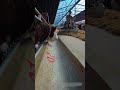Lightning Fast Hay Feeding with Cart – Impressive!