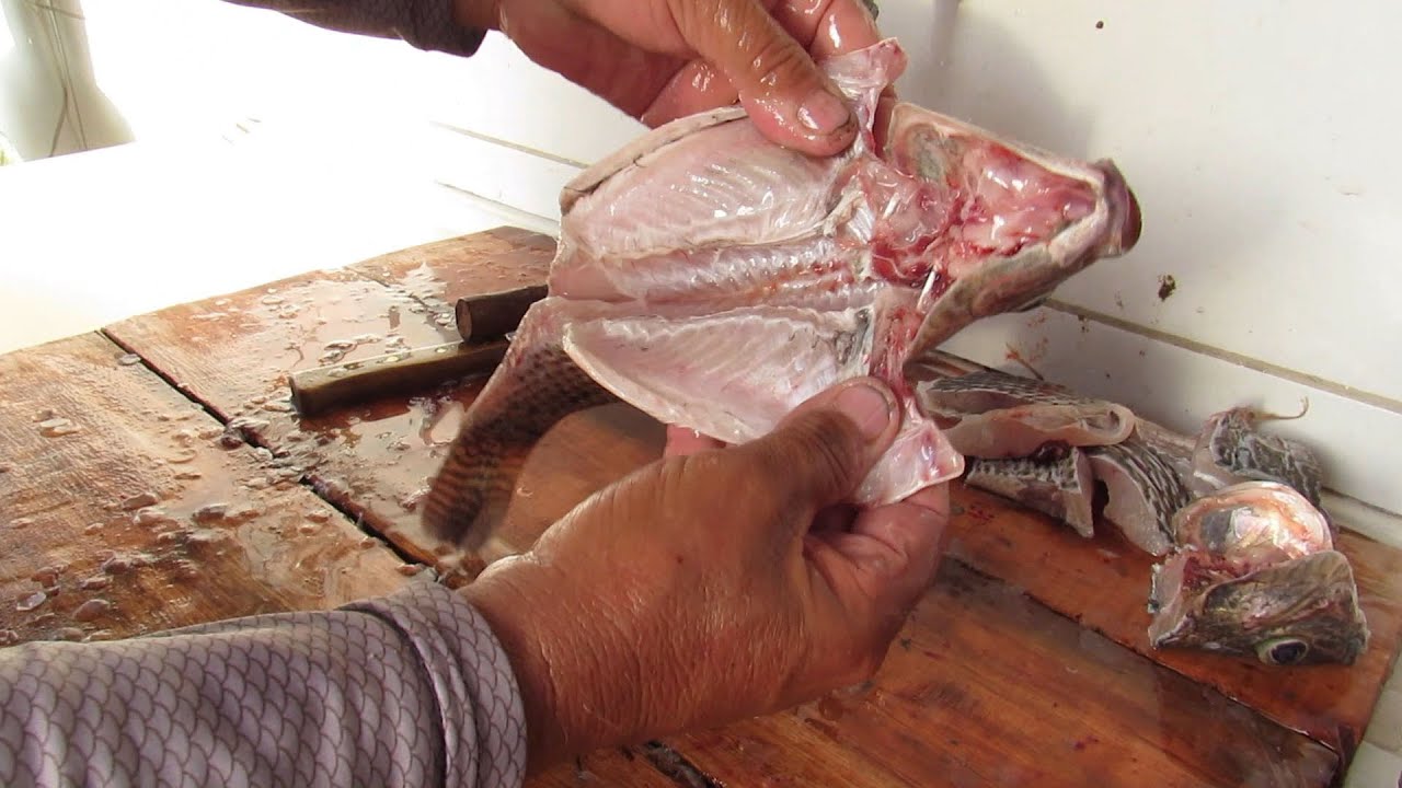 COMO LIMPAR UMA TILÁPIA DE UM JEITO MUIO SIMPLES