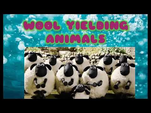 Wool Yielding Animals - YouTube