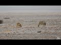 Himalayan wolves and Wolfdog (Khipshang) at Changthang, Ladakh.