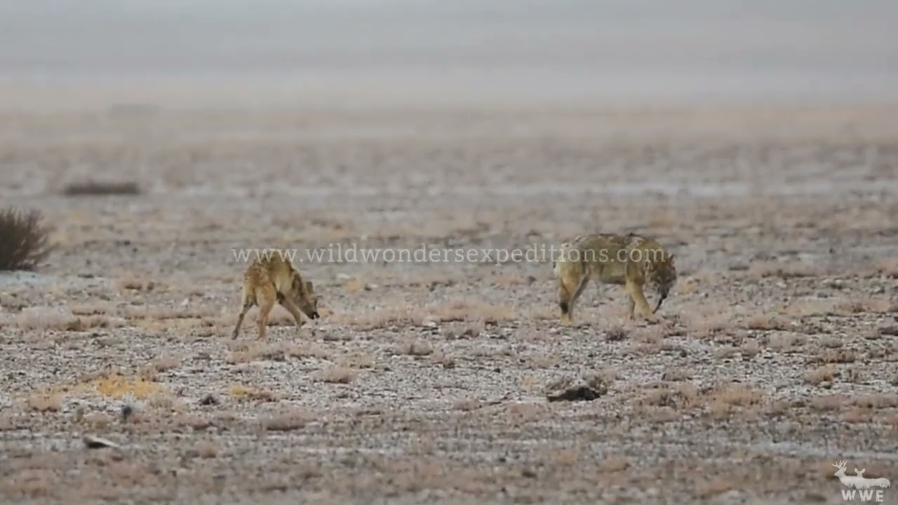 Himalayan wolves and Wolfdog (Khipshang) at Changthang, Ladakh.