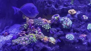 Torch Coral Garden
