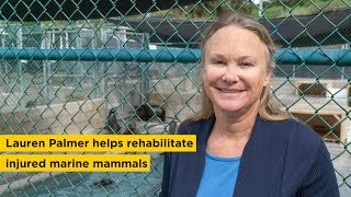 From Hawkeye to Rehabilitating Injured Marine Mammals - University of Iowa