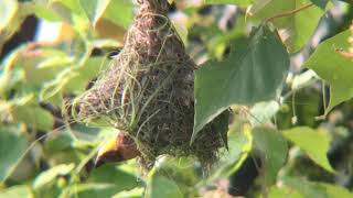 Tempua Menganyam Sarang