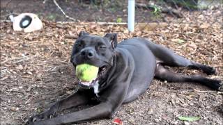 Jezzebel The Pit Bull Is Looking For Love