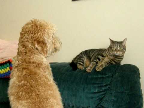 goldendoodle and cats