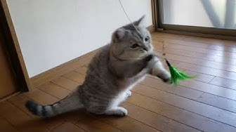 立ち上がる猫 Youtube 立ち上がる猫 Youtube