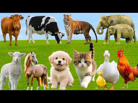🌿 Discover Joyful Farm Animals: Pig, Horse, Cow, Sheep, Cat, Dog, Duck – Peaceful Countryside Sounds