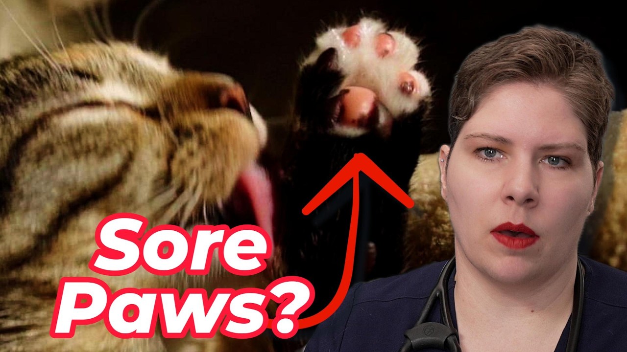 Pillow Foot in Cats Explained | Vet’s Voice