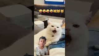 funny cate #short #video #viral #cat #pets #funny #cute #viralvideo #tranding